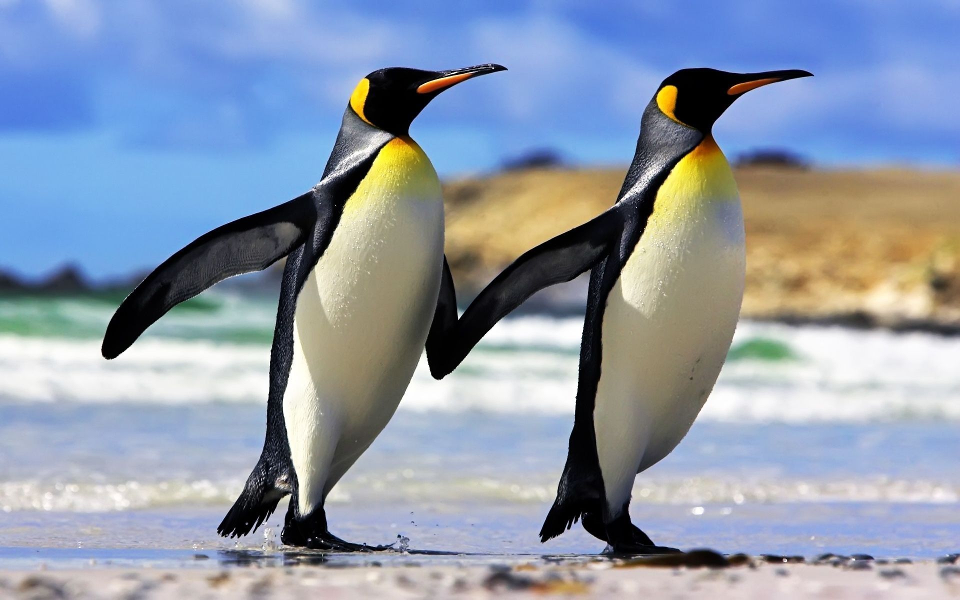 Emperor Penguin Wallpaper Penguins