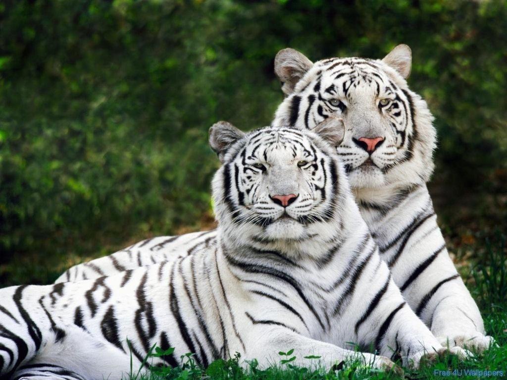 Wild Animals Wallpaper White Tigers Animal