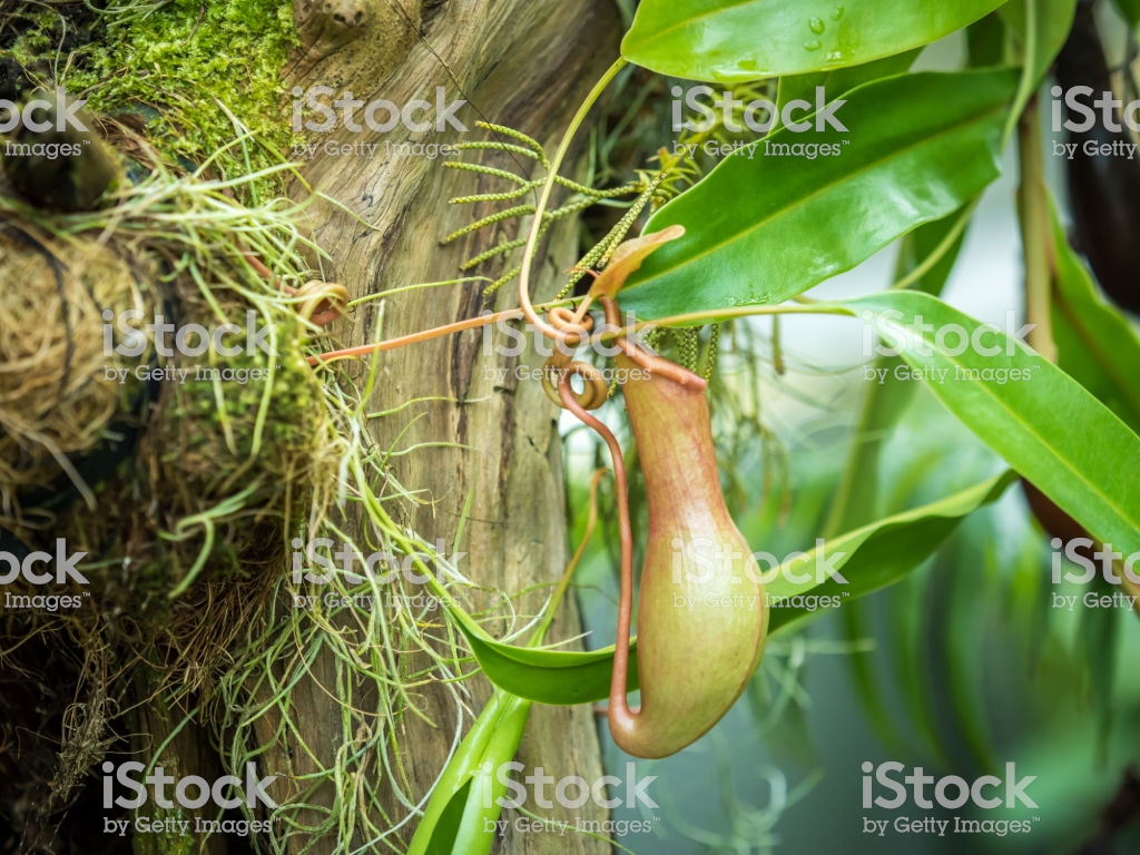 Sarracenia Leucophylla Pitcher Plant Stock Photo Image