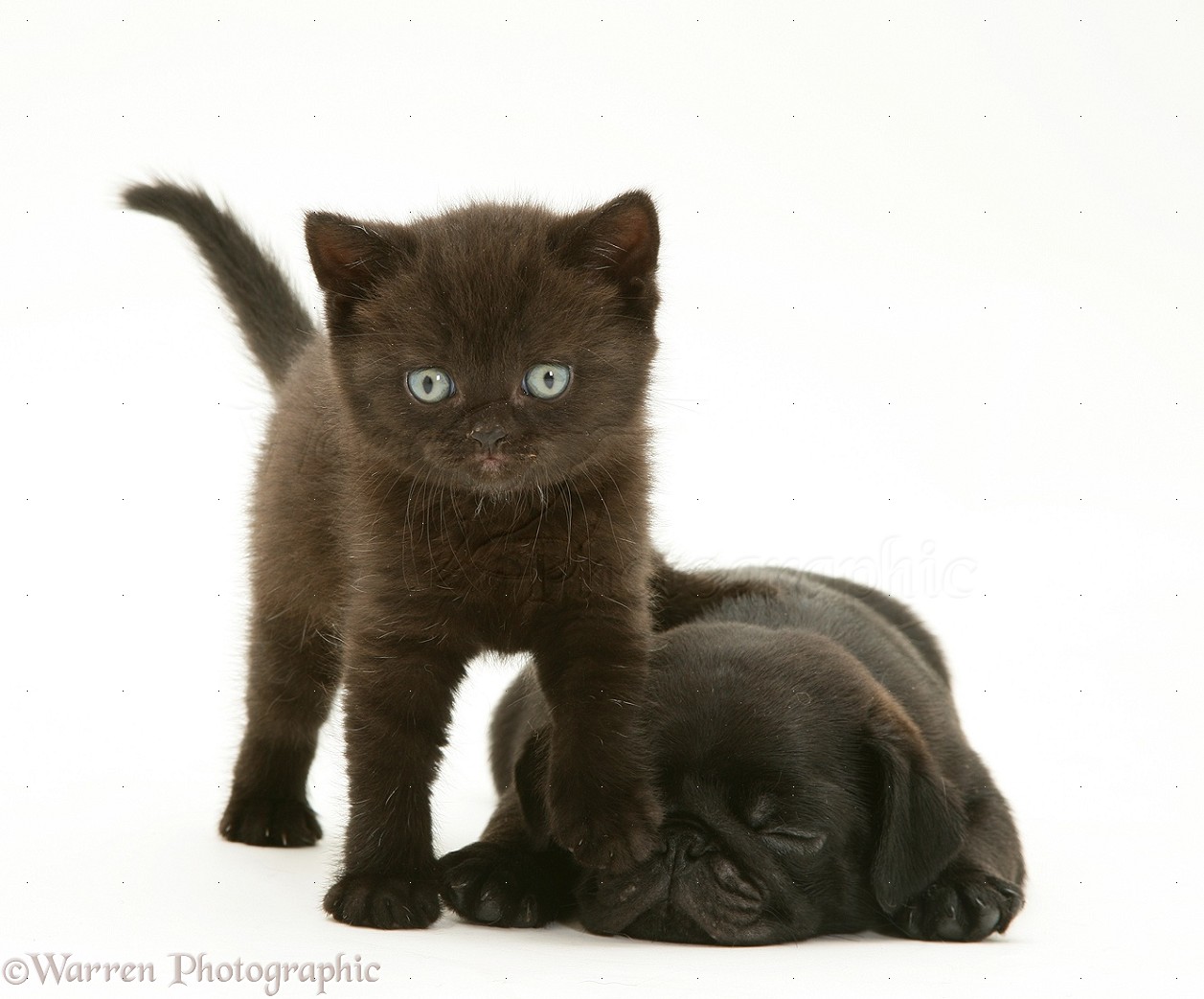 Pets Black Pug Pup With Kitten Photo Wp31111