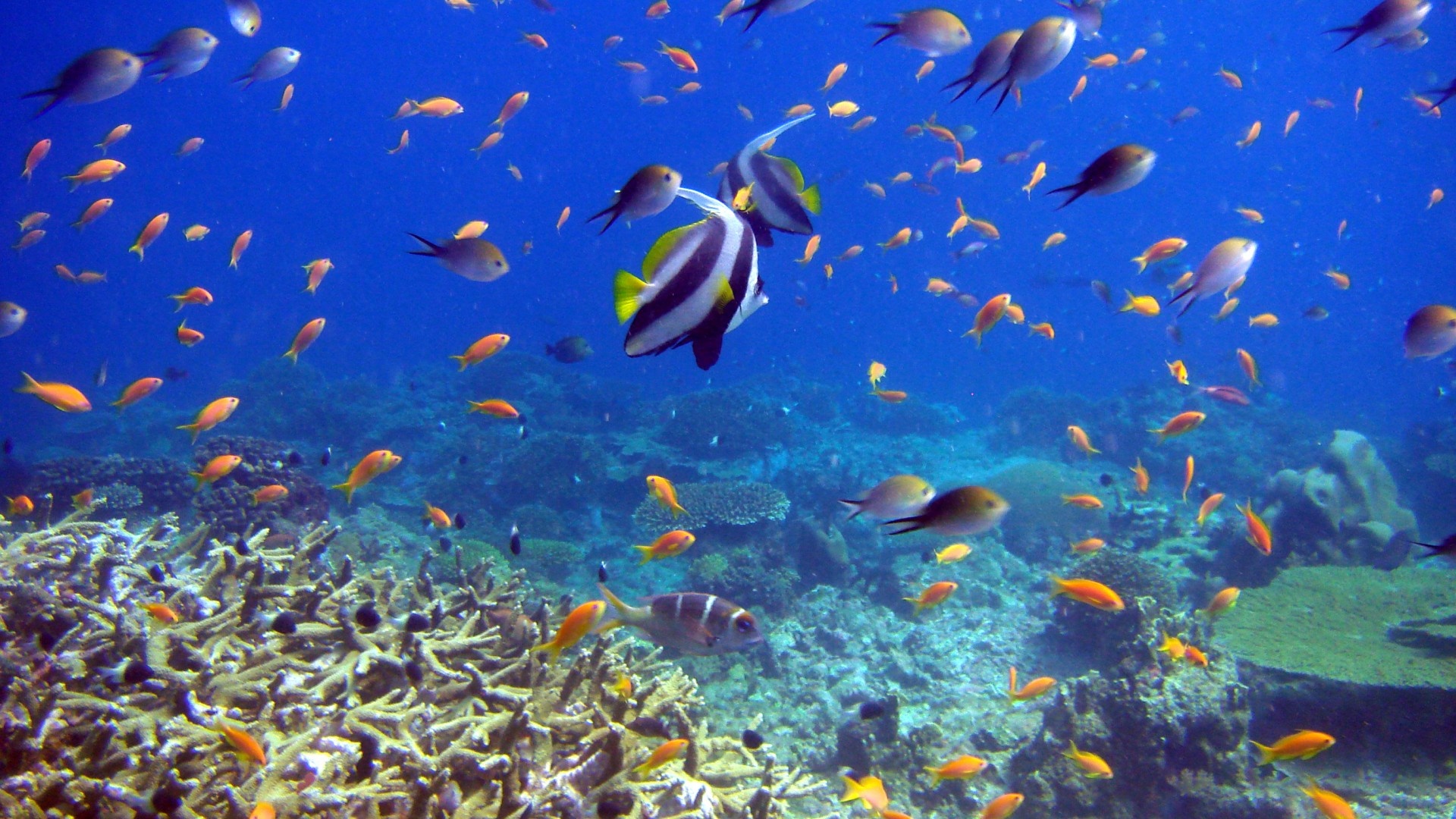 Coral Reef Background Pictures Chillcover Underwater
