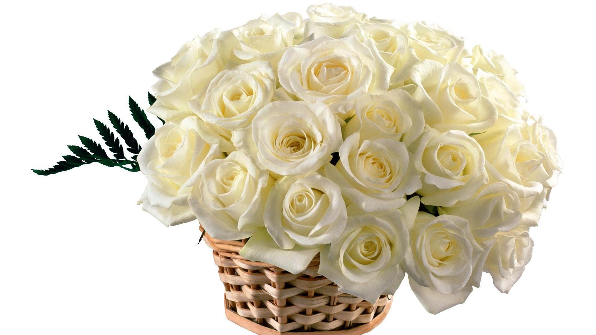 Beautiful white roses in a basket wallpapers and images   wallpapers