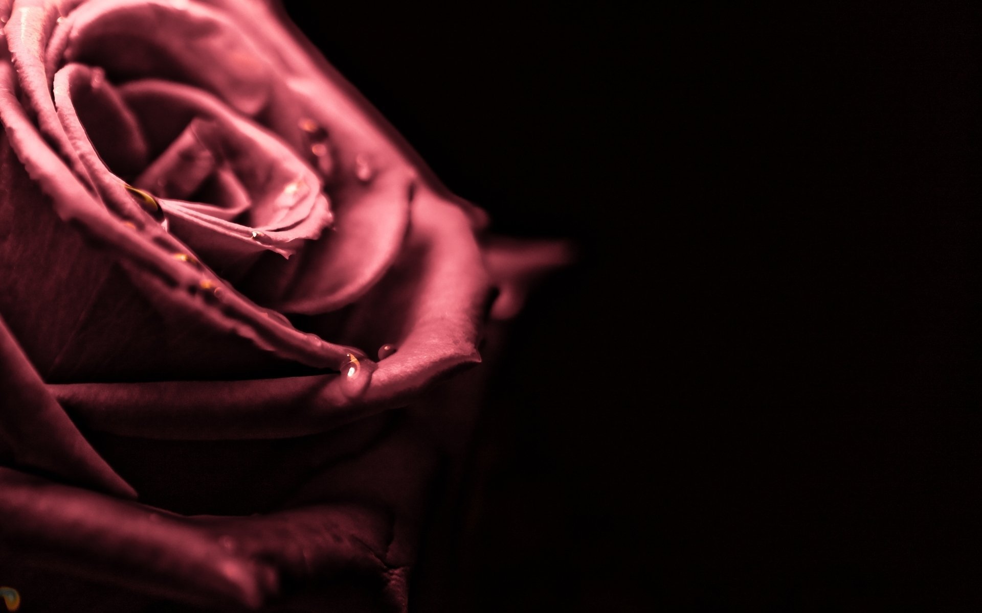 Close Up Rose Rosette Pink Petals Drops Drop Water Rosa