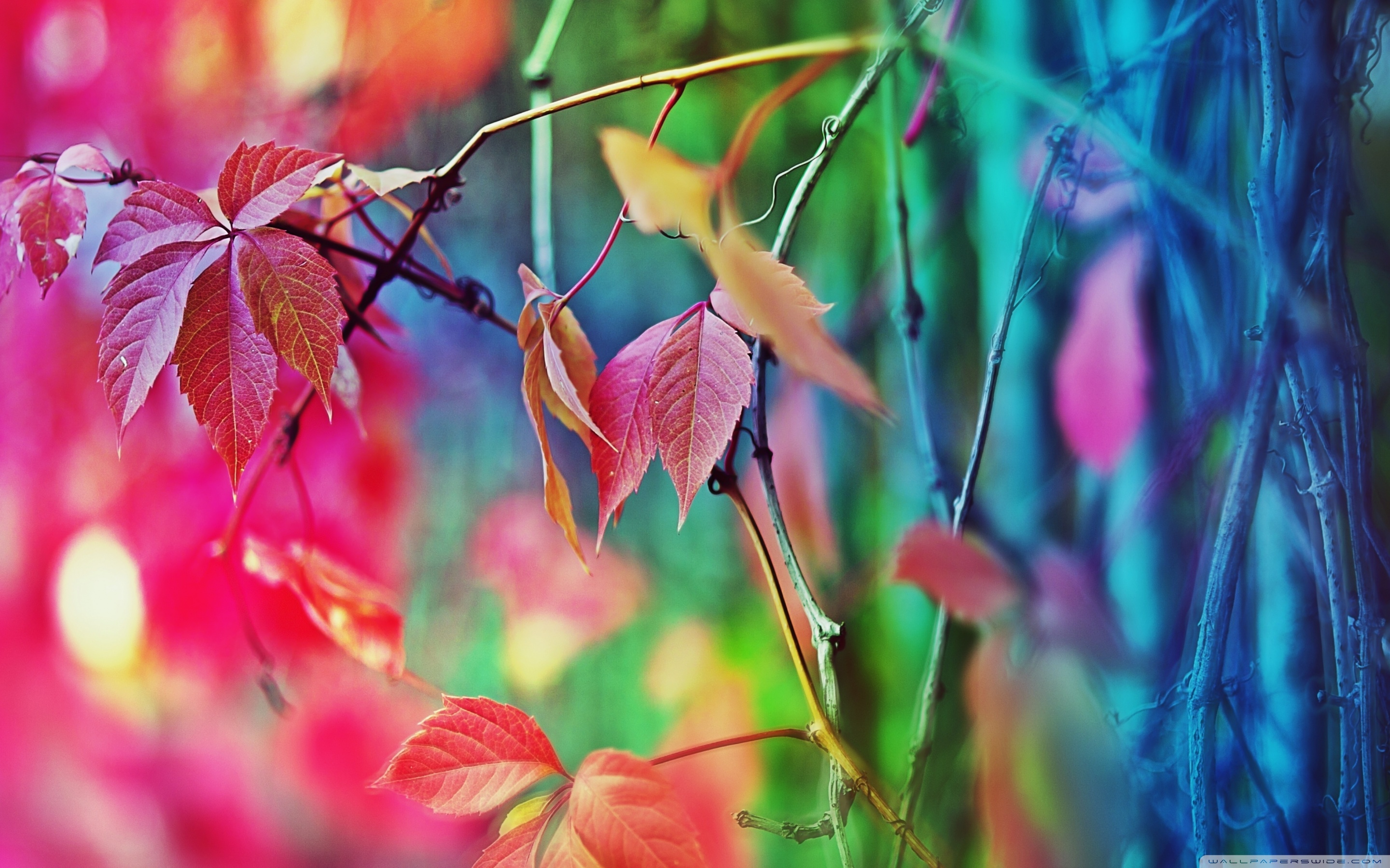 Colorful Leaves 4k HD Desktop Wallpaper For Ultra Tv