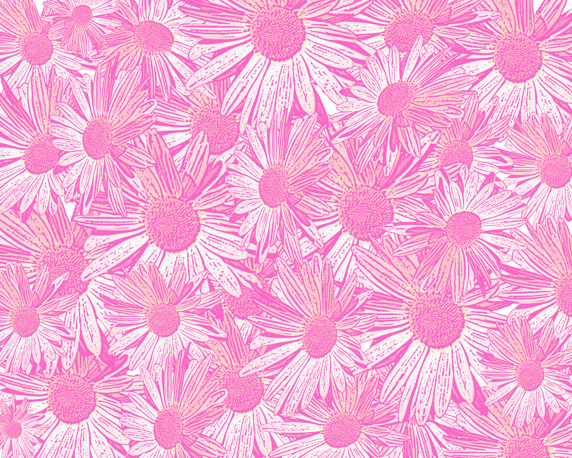 Pink Daisy Background Free Stock Photo HD   Public Domain Pictures