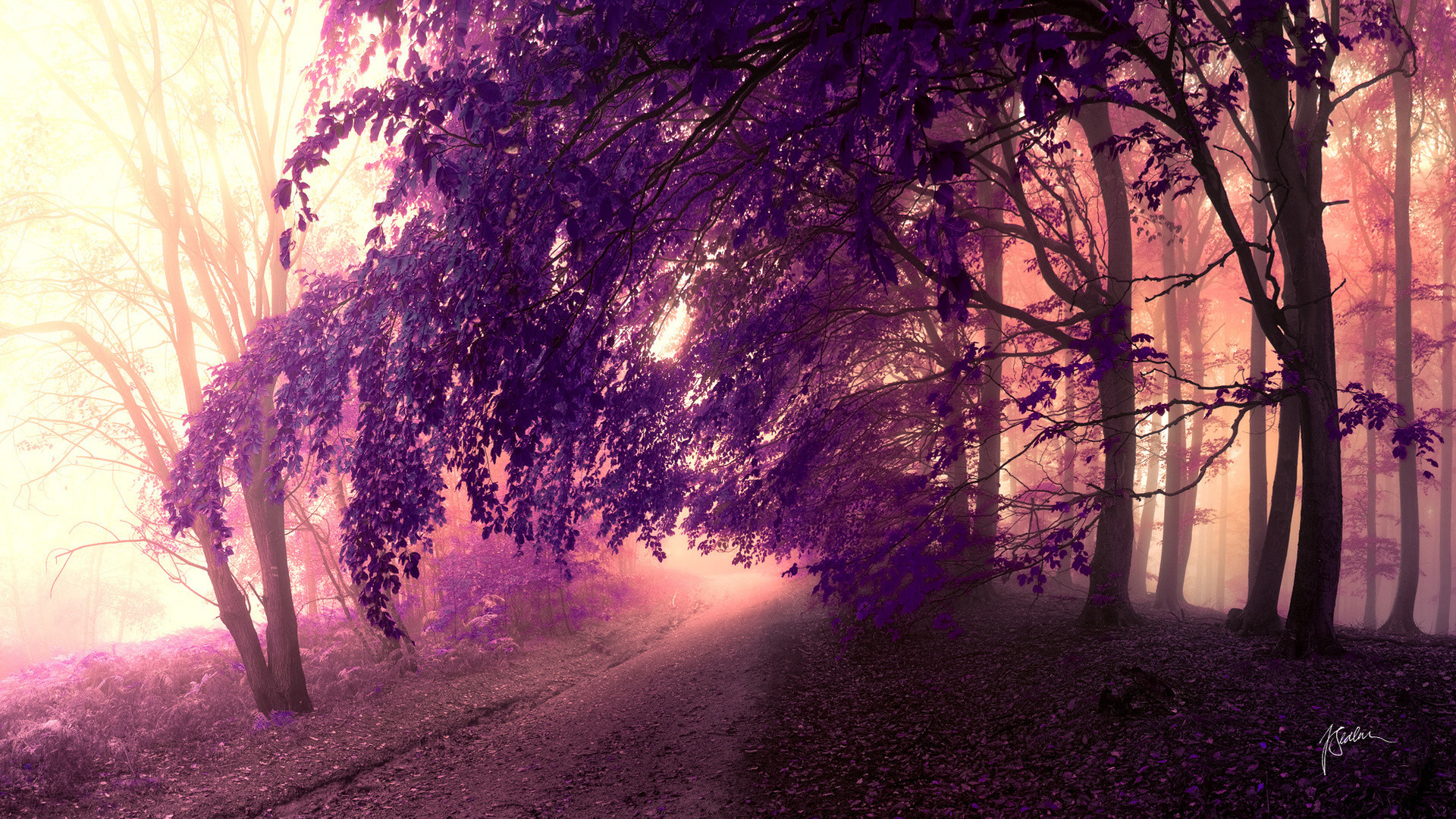 Purple Tree Wallpaper