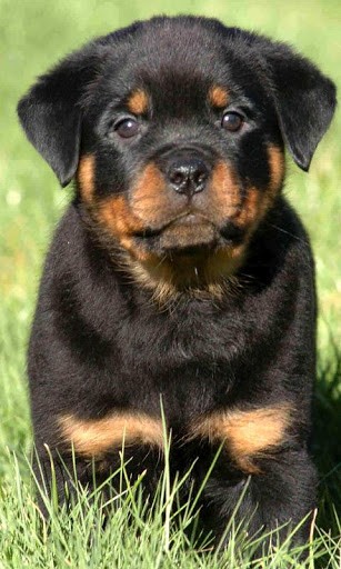 Bigger Rottweilers Dog Wallpaper For Android Screenshot