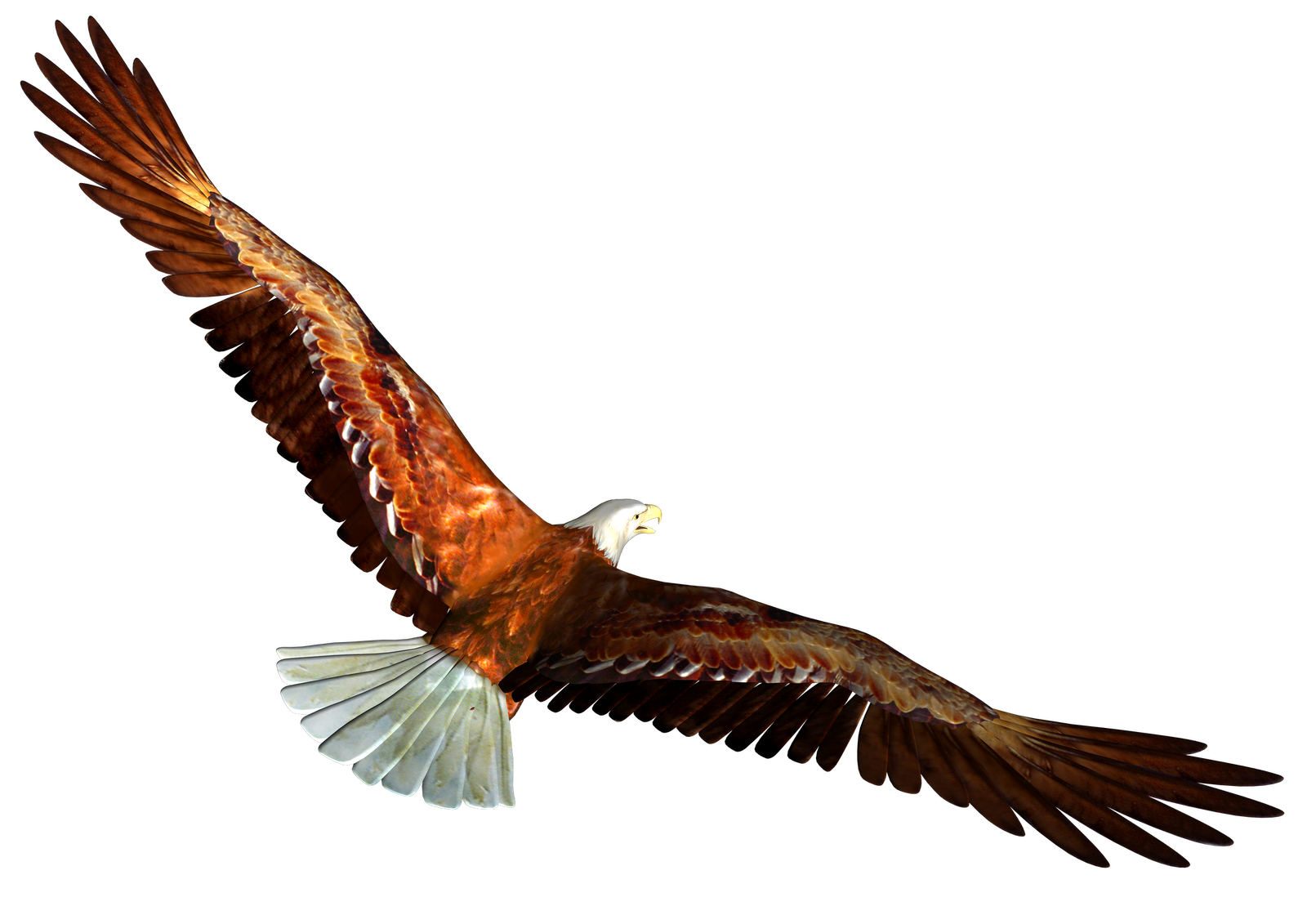 Soaring Eagle Png Clipart Transparent Image