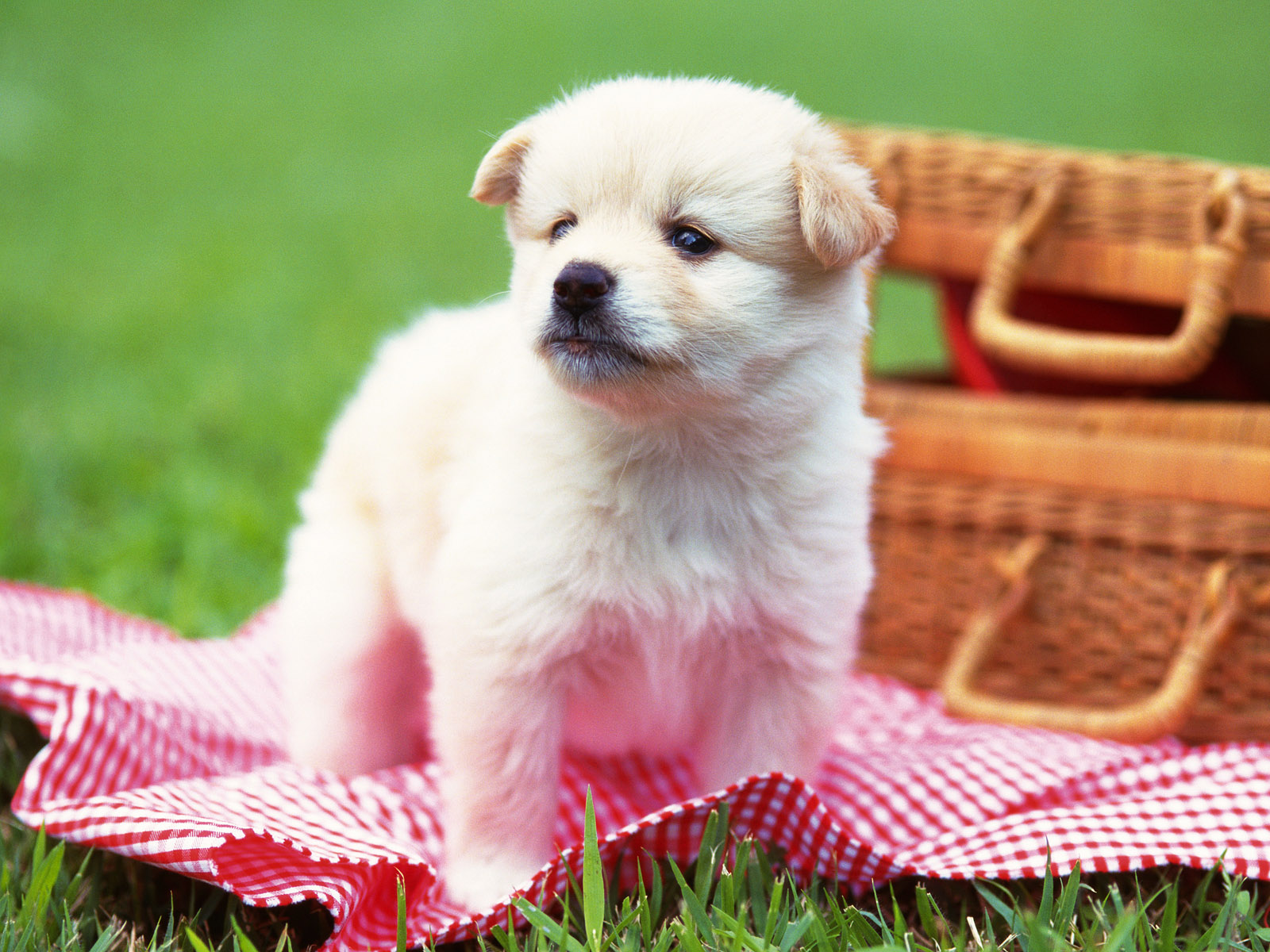 An adorable white fluffy puppy sits on a red and white checkered picnic blanket in a green grassy field. Two picnic baskets rest in the background, slightly out of focus. The puppy is looking slightly to the left, creating a sweet and innocent image
