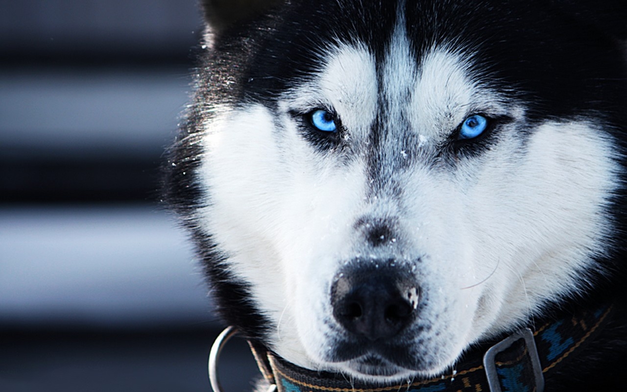 The Best HD Husky Wallpaper For Ios And Android Techbeasts