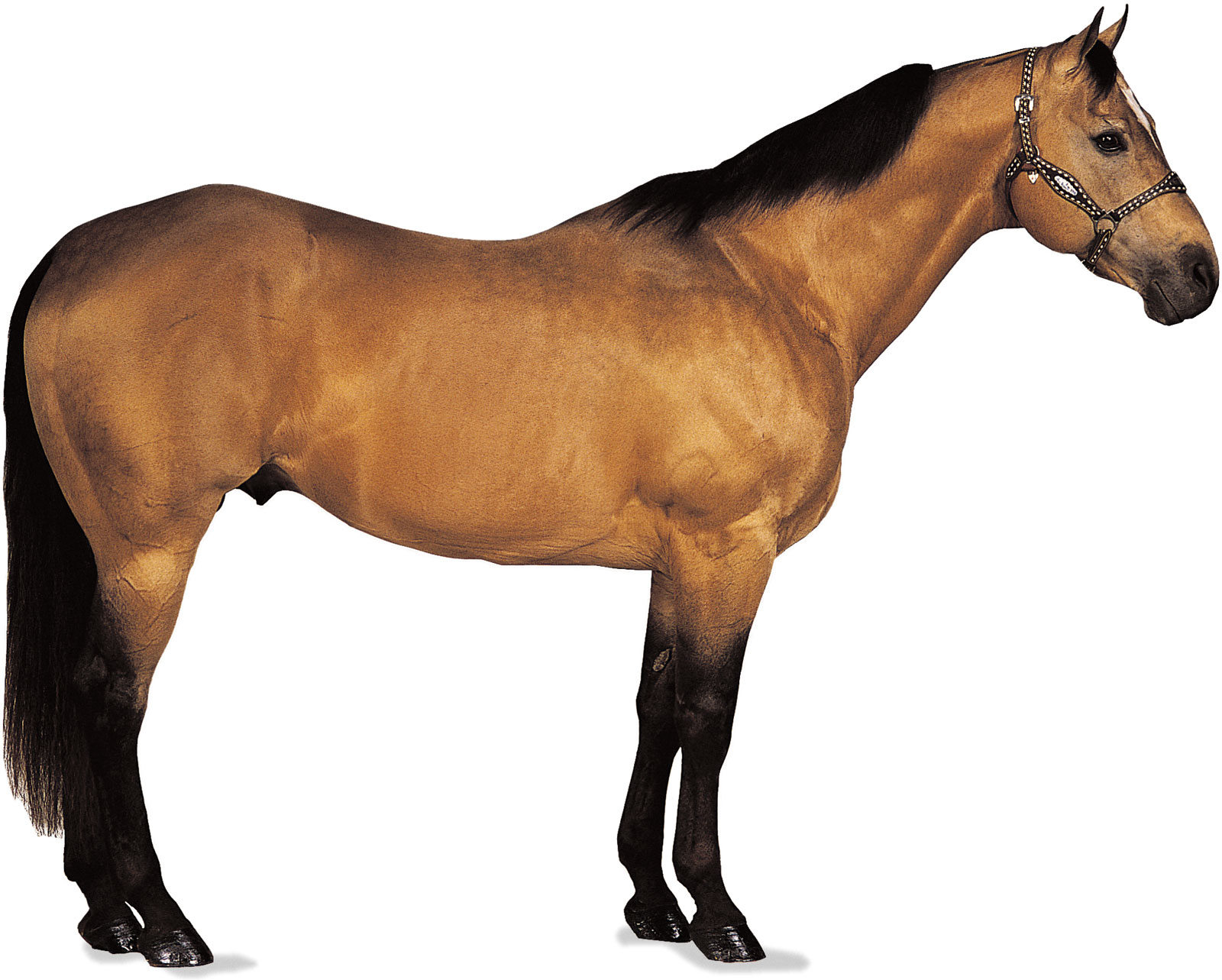 American Quarter Horse Breed Of Britannica