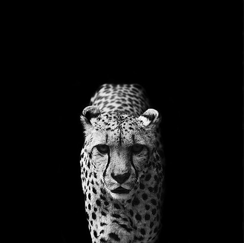 black black and white black background blanconegro center cheetah