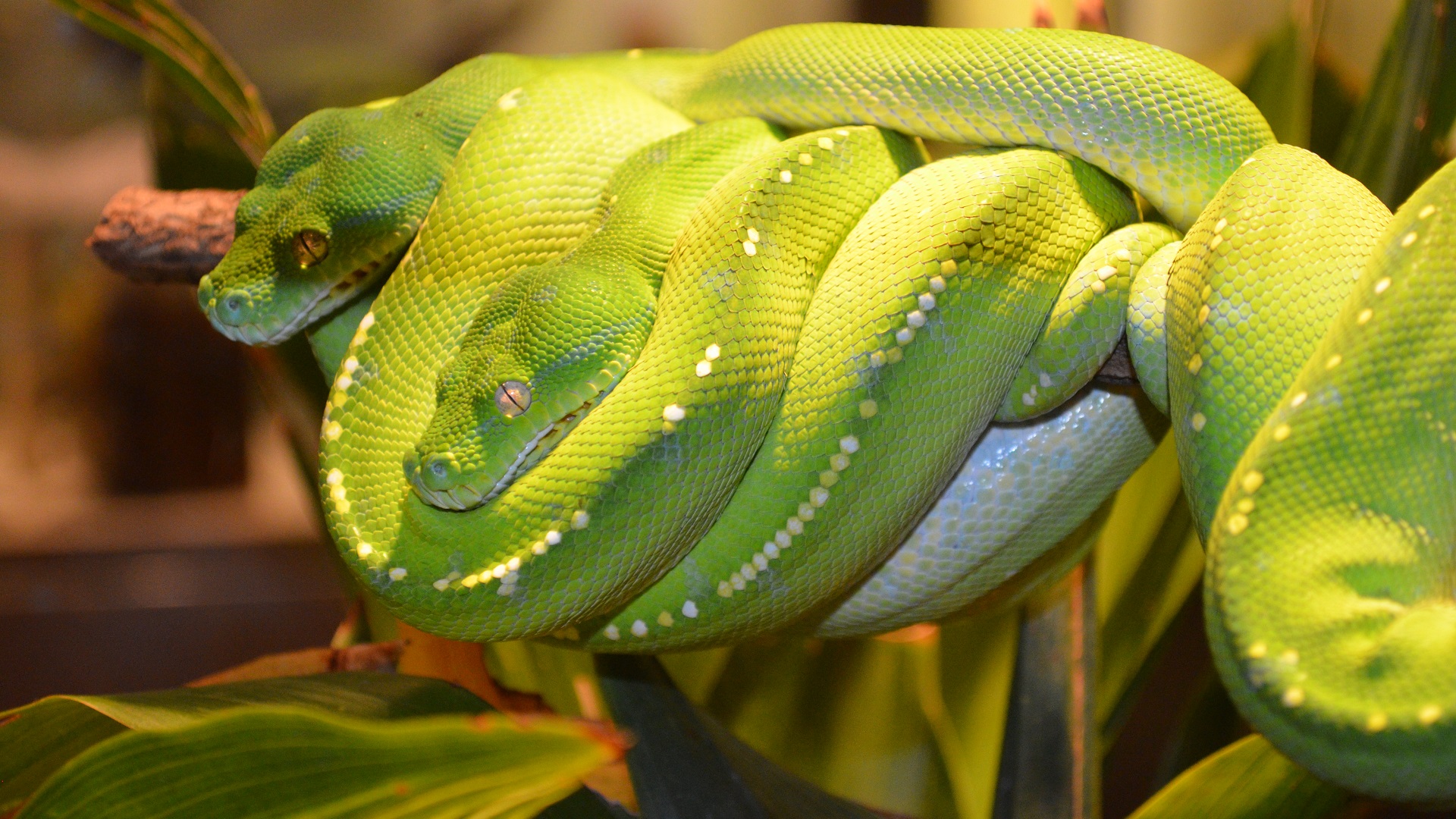 Explore The Collection Reptiles Snakes Python