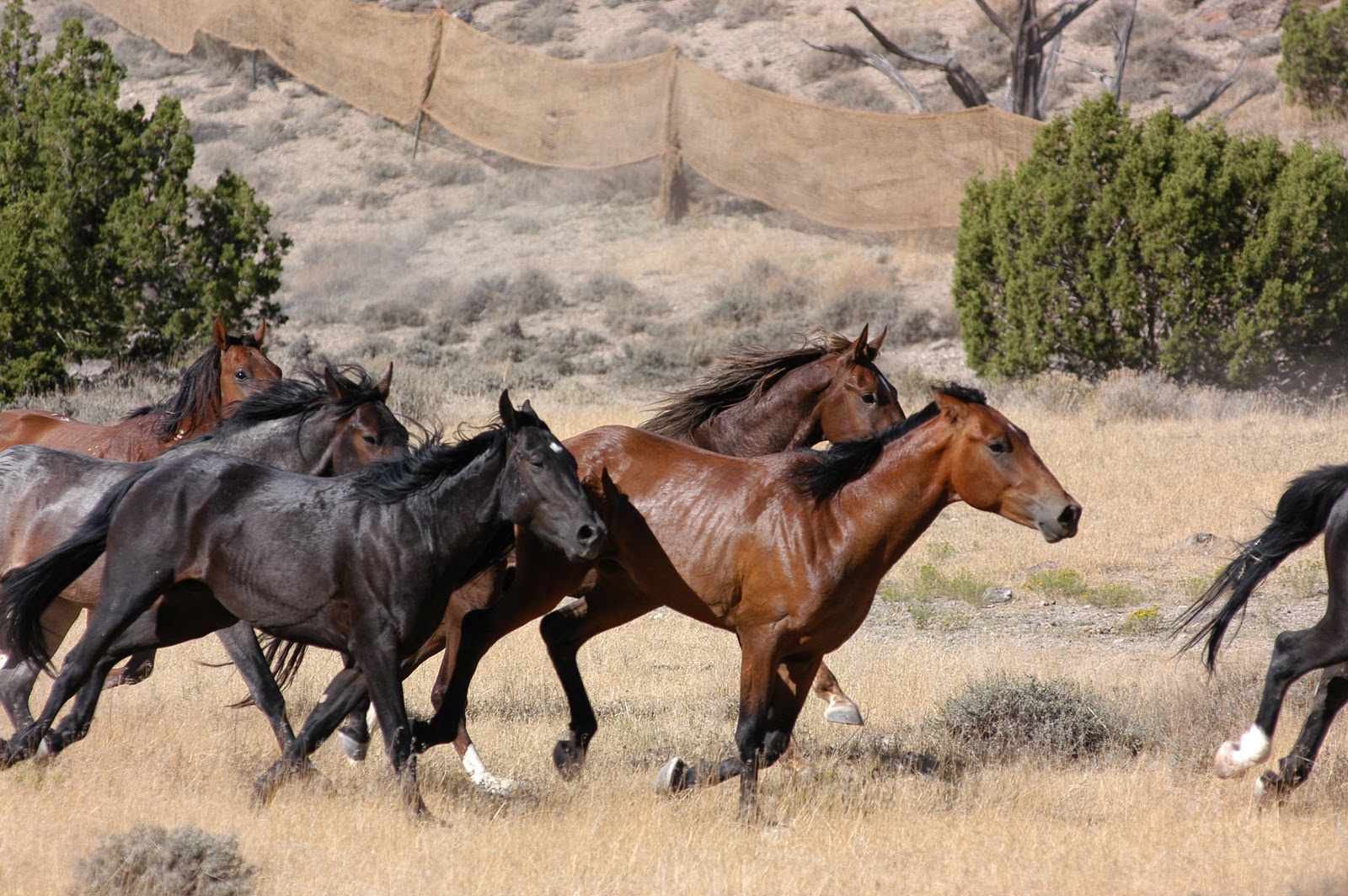 HD Animals Wallpaper Black Wild Horses