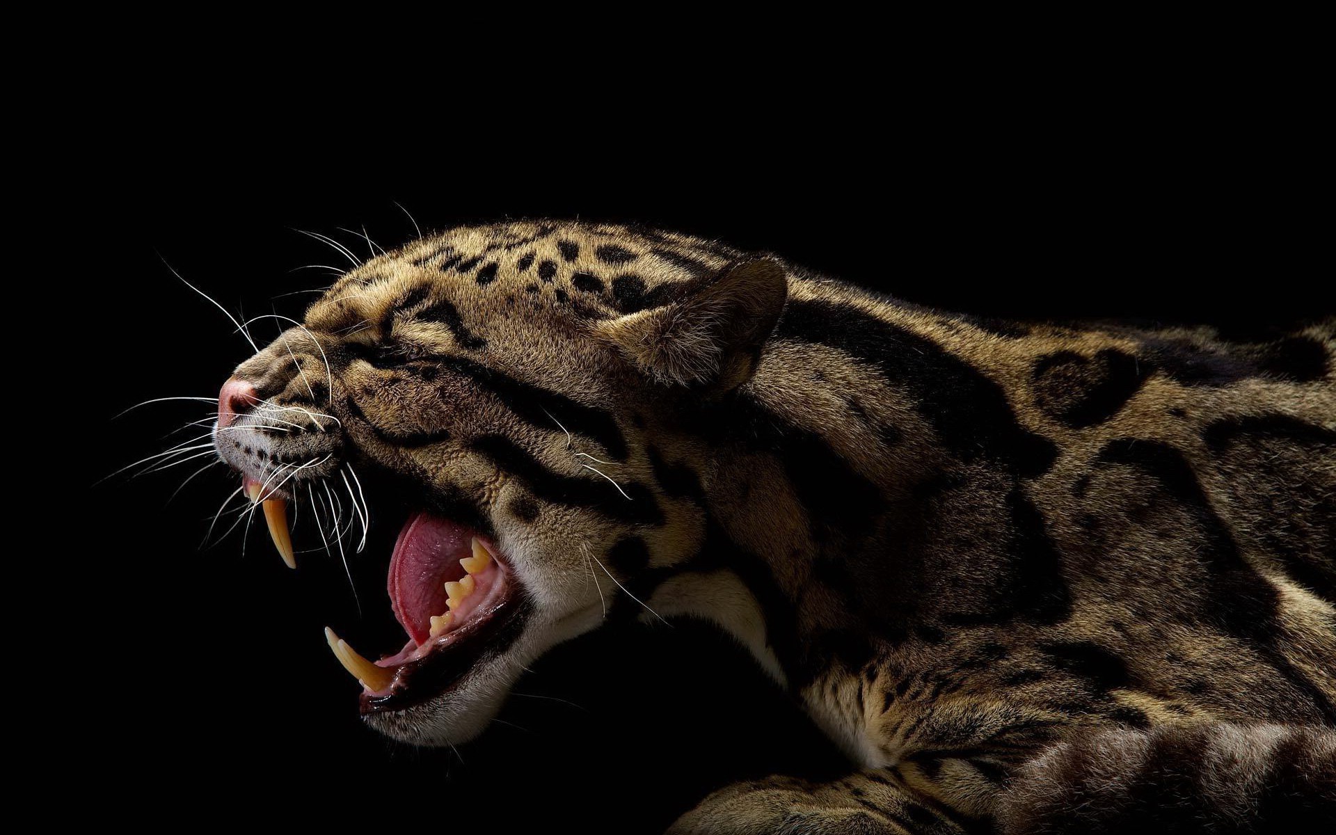 Animals Black Jaguars Wallpaper HD Desktop And Mobile Background