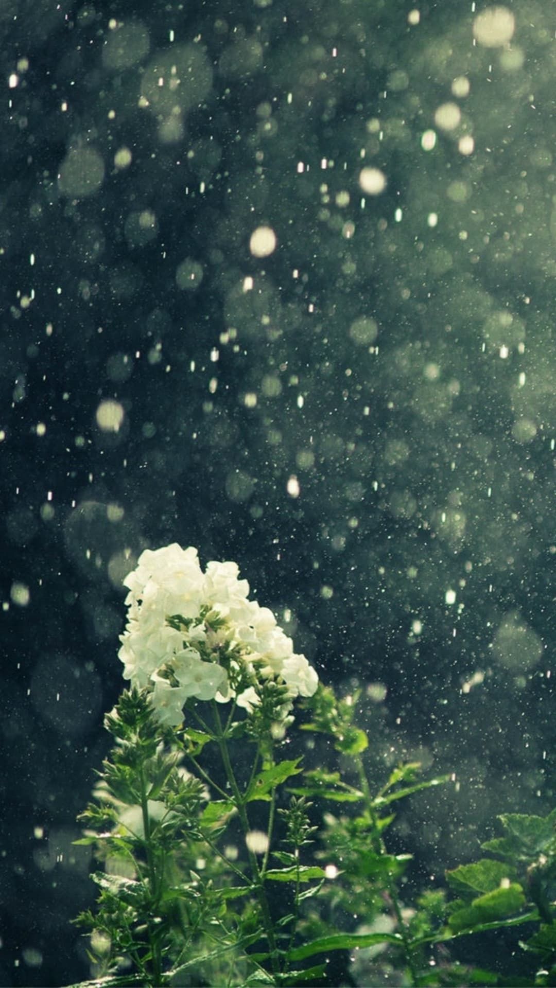 7fa0ab09ae05a3eda68a9e06b1b1702b Wallpaper