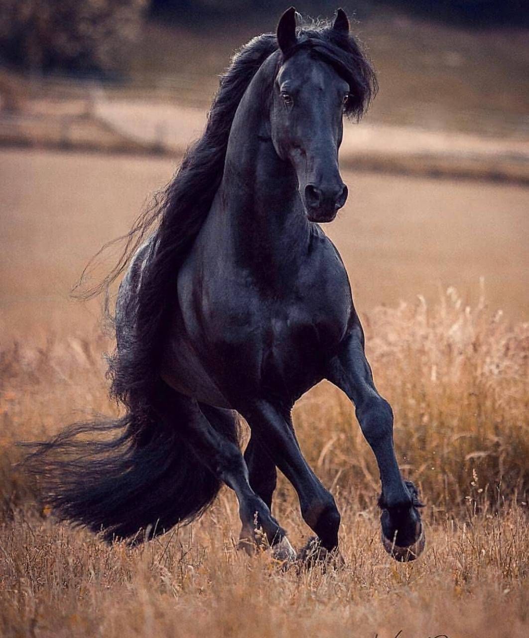 Free download Download Black wallpaper by tubar d3 Free on ZEDGE now  [1062x1280] for your Desktop, Mobile & Tablet | Explore 16+ Black Friesian  Horse Wallpapers | Horse Wallpapers, Horse Background, Friesian Horse  Wallpaper