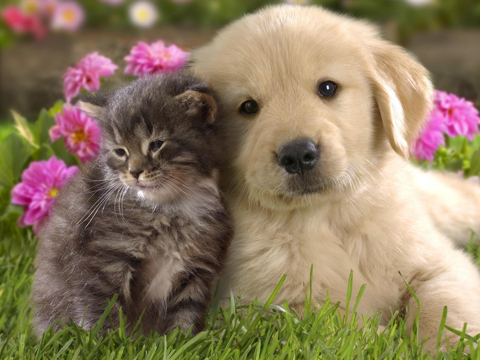 Cute Kitten And Puppy Wallpaper In Resolution