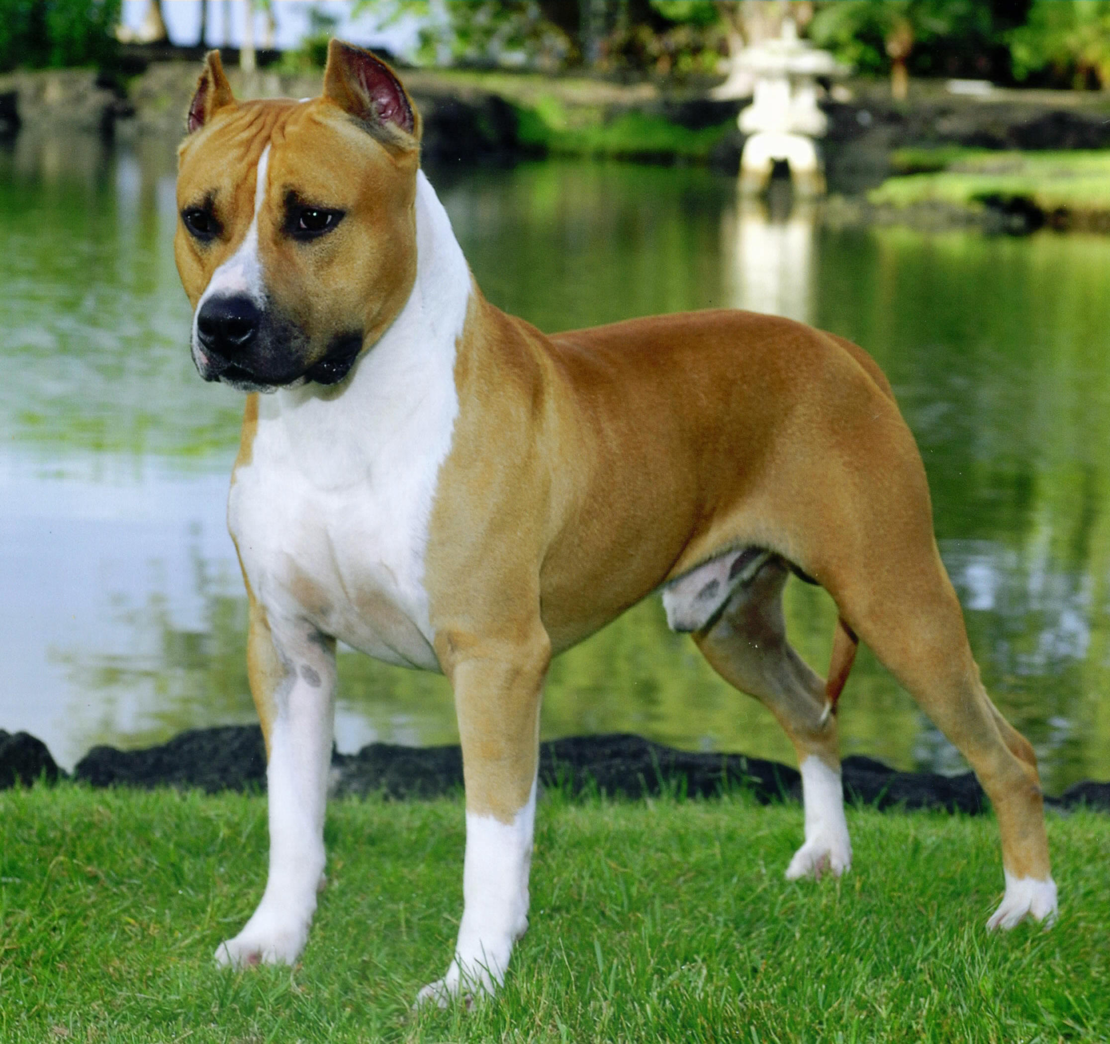 American Staffordshire Terrier On The Lake Photo And Wallpaper