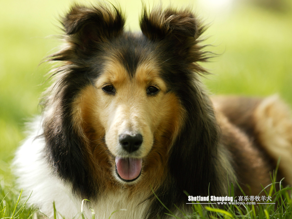 Shetland Sheepdog Photos Sheltie Dog Wallpaper No Desktop