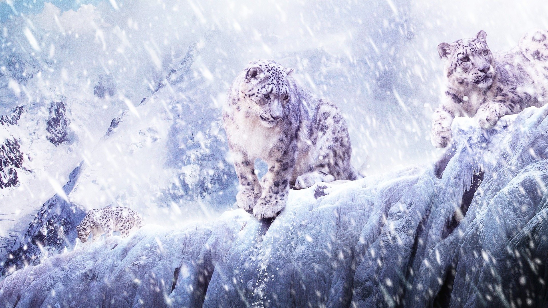 Snow Leopard HD Wallpaper