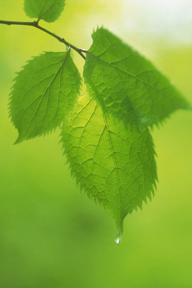 HD Green Leaves Close Up iPhone Wallpaper Background