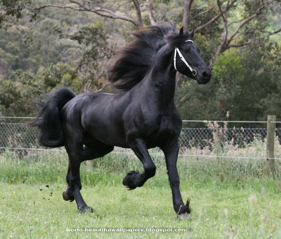 Friesian Horse Pictures