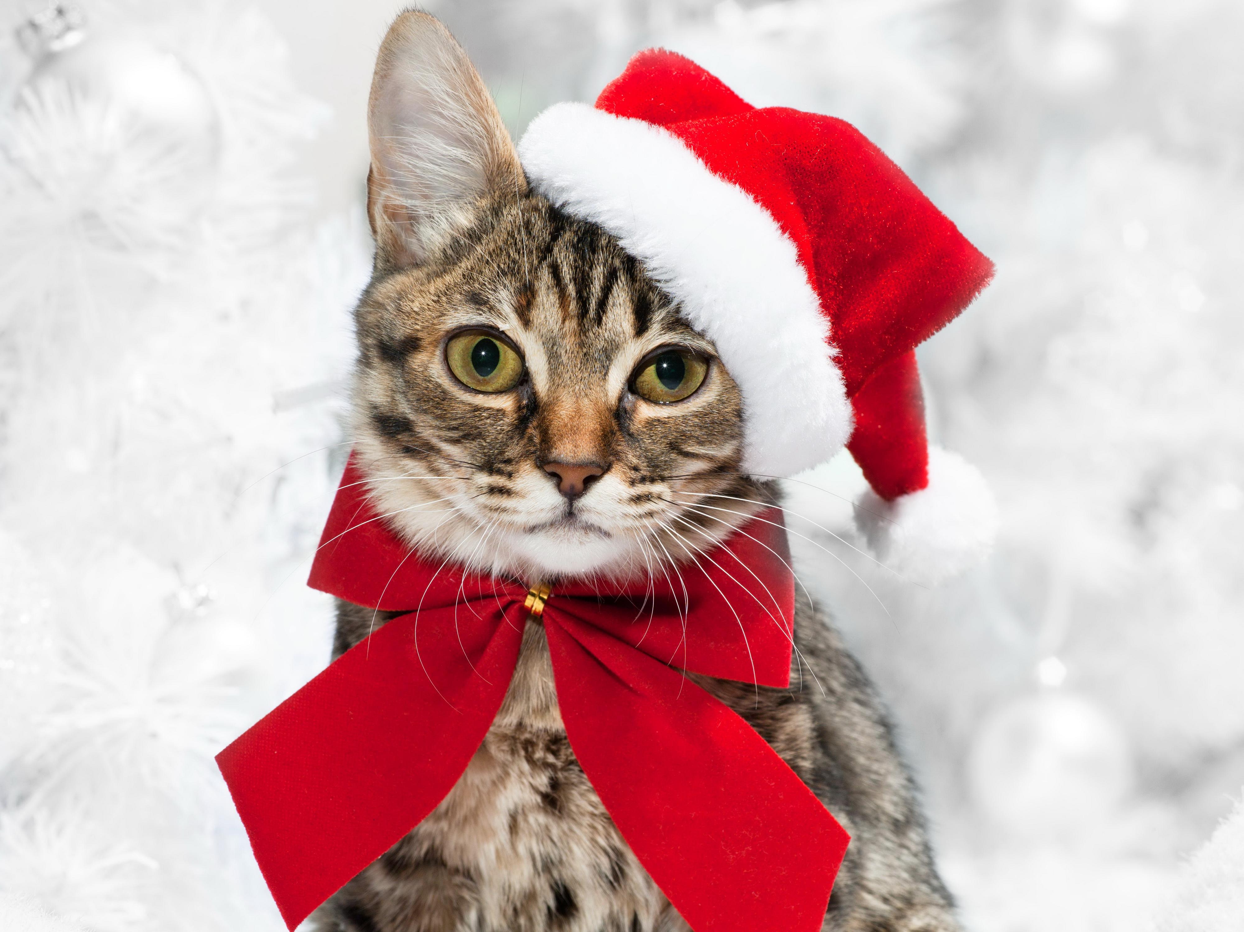 Cats Christmas New Year Glance Bowknot Animals Wallpaper