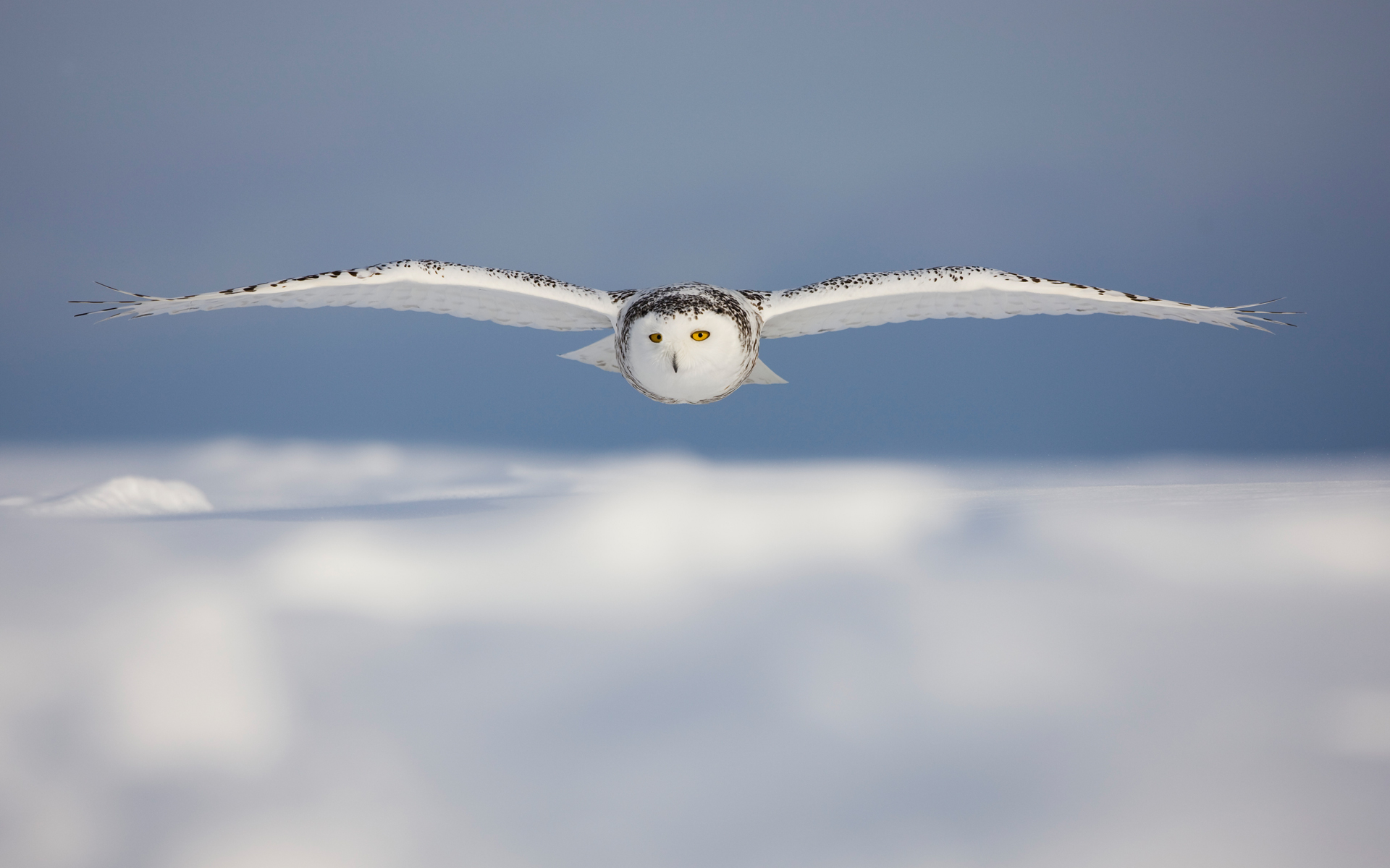 Snowy Owl Wallpapers HD Wallpapers Early