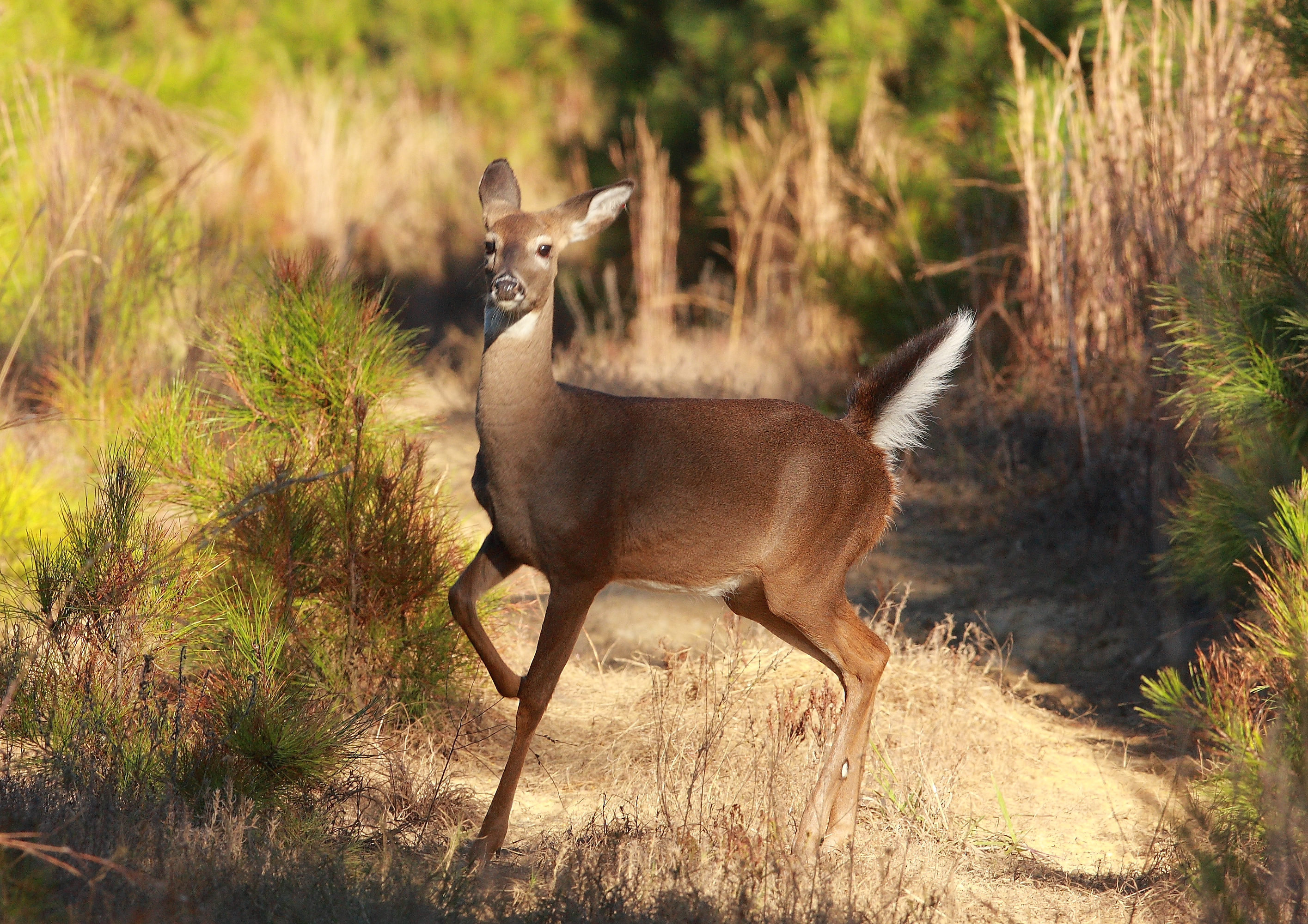 Deer tail