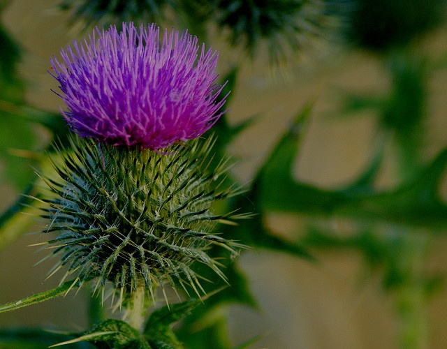 Go To Scotland And Have A Man Give Me Scottish Thistle