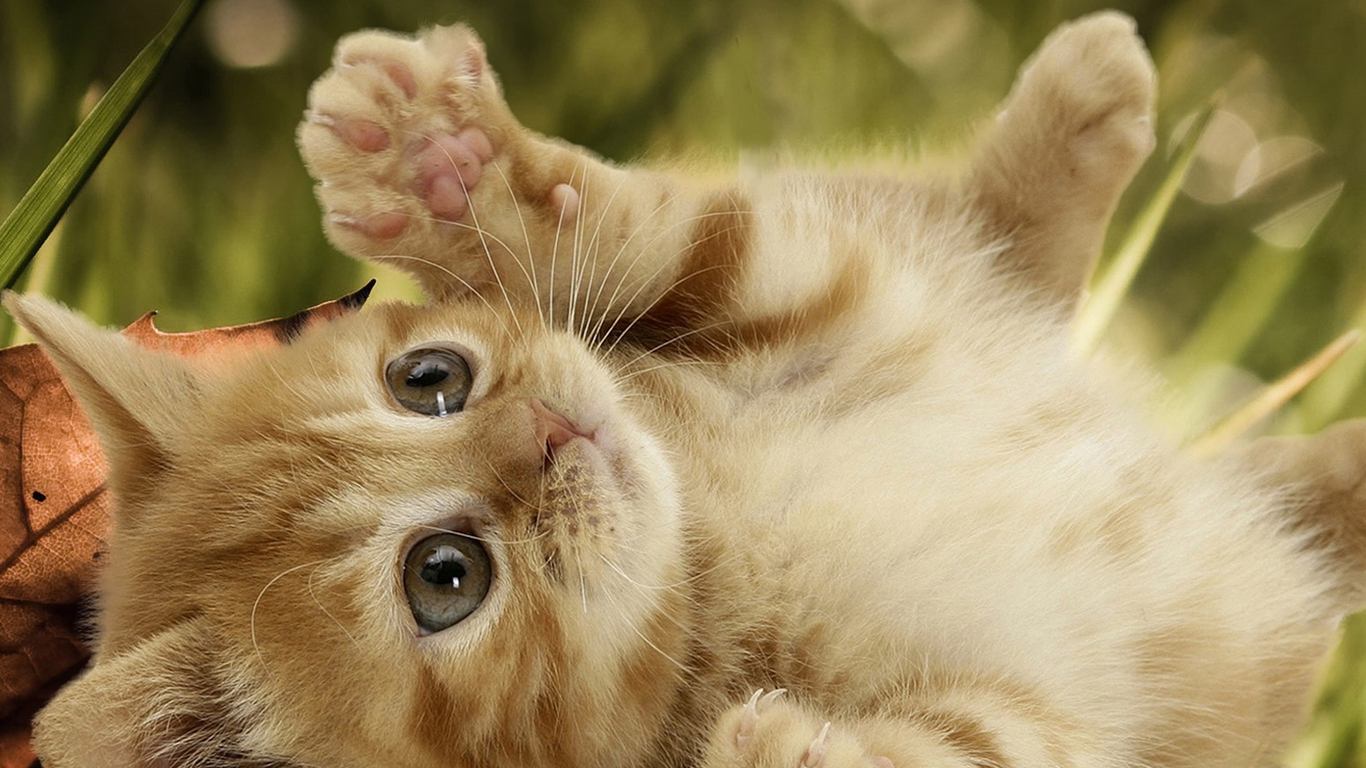 Very Cute Cat Wallpaper Image Amp Pictures Becuo