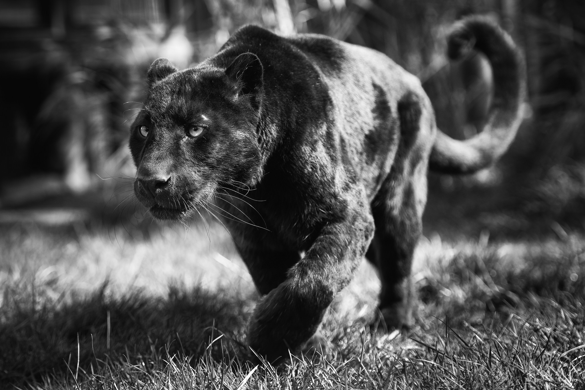 Leopard Panther Wild Cat Predator Face Black And White Wallpaper