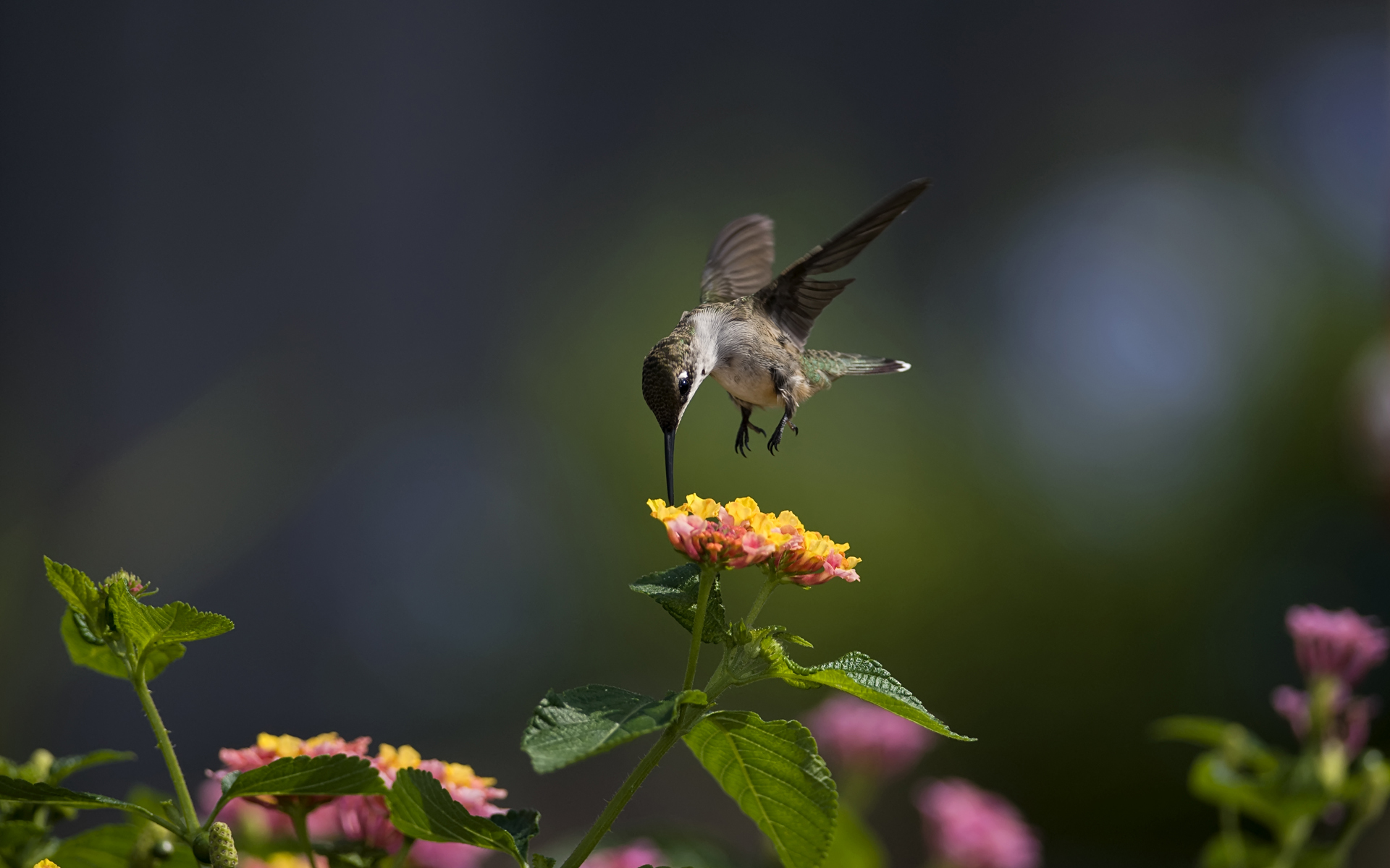Macro Bird Hummingbird Flowers Sunny Wallpaper Photos Pictures