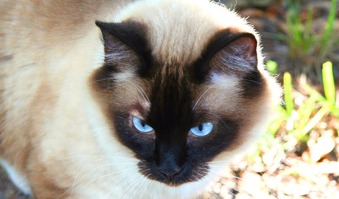 Cute Siamese Photo And Wallpaper Beautiful Pictures
