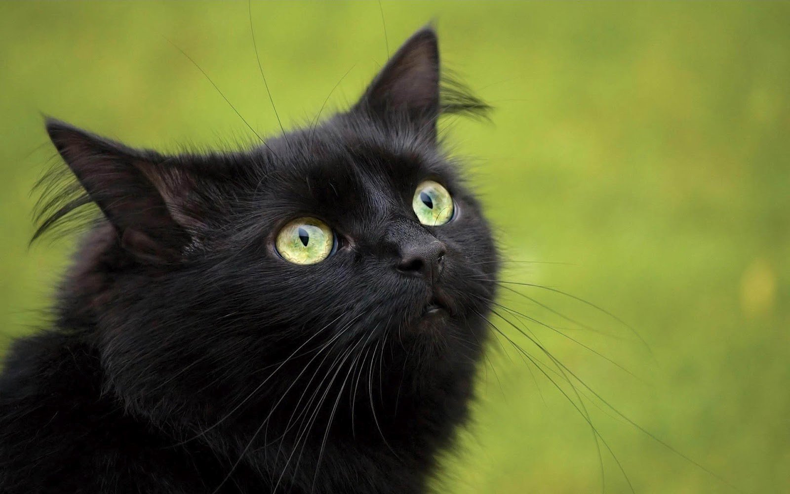 hd cats wallpaper with a black cat with green eyes hd cats wallpapers