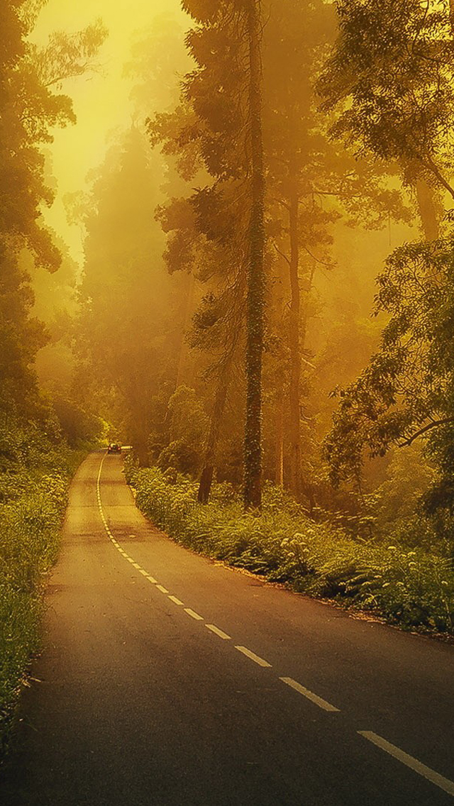 Fog Forest Road iPhone 5s Wallpaper iPad
