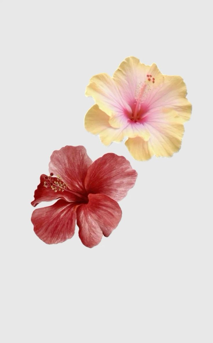 Hibiscus Flower Wallpaper In