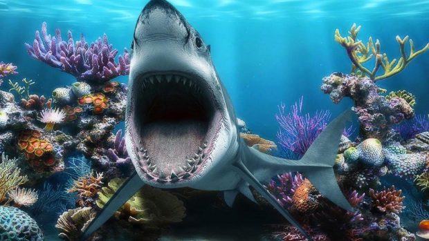 Shark Wallpaper HD Net