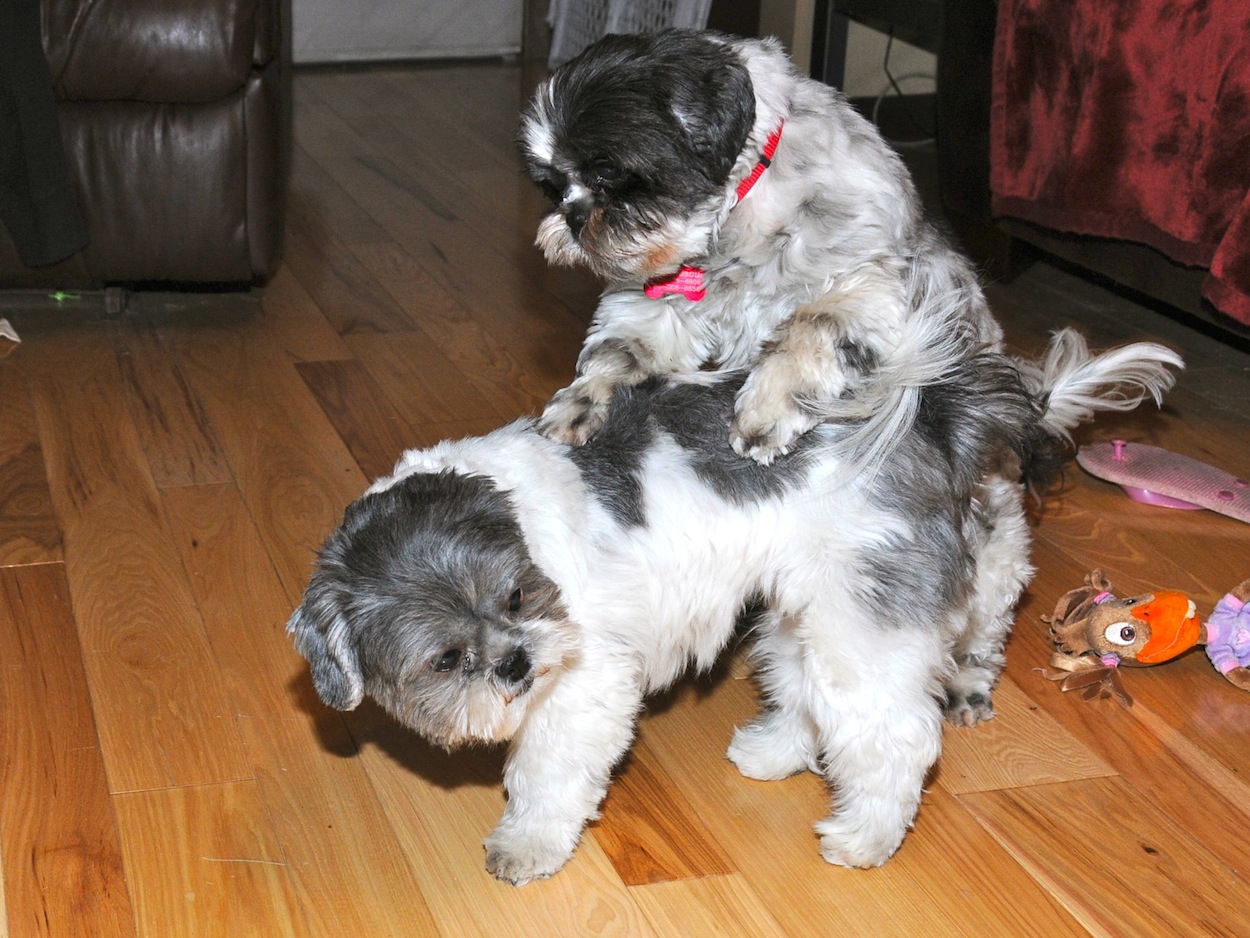 Related Pictures Shih Tzu My Tzus