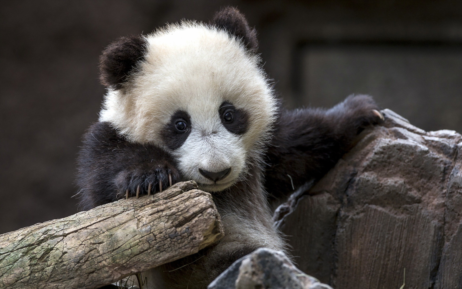Adorable baby panda clinging to a log and rock