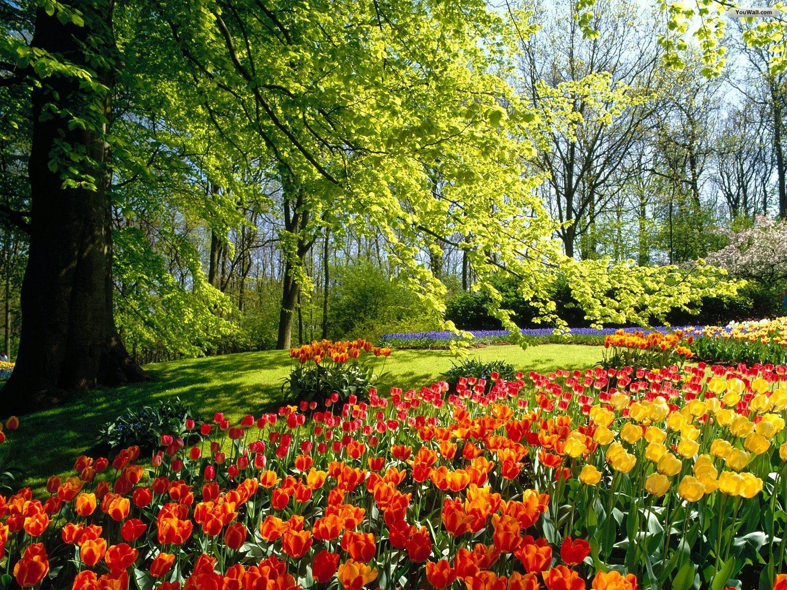 HD Tulip Summer Garden Landscape Design Timeline