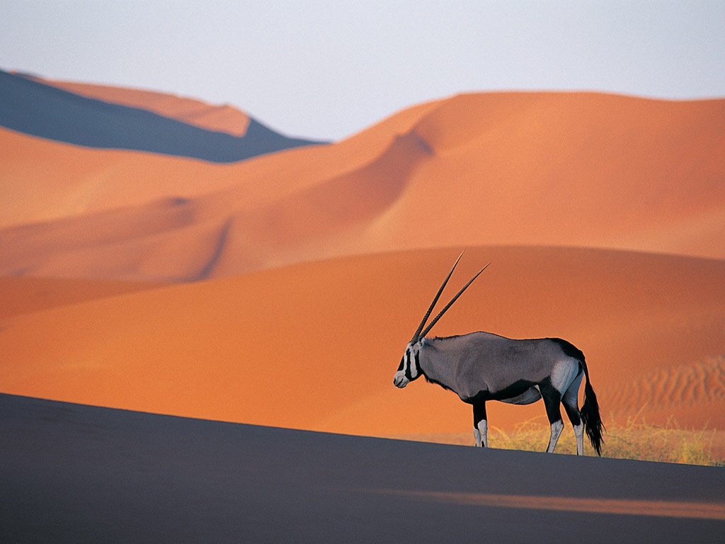 Oryx Antelope Desktop Pc And Mac Wallpaper