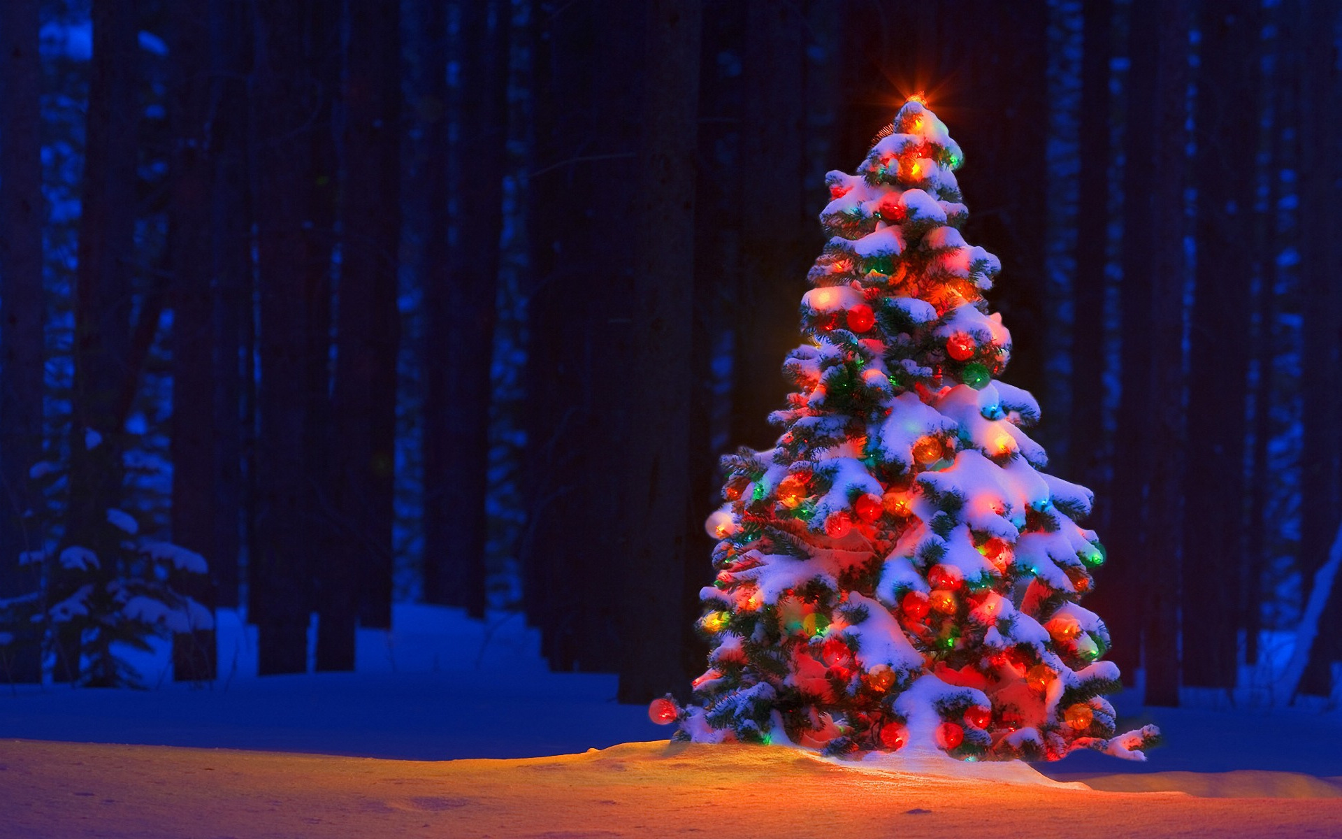 A snow-covered Christmas tree glows with colorful lights in a dark forest, creating a magical and festive scene