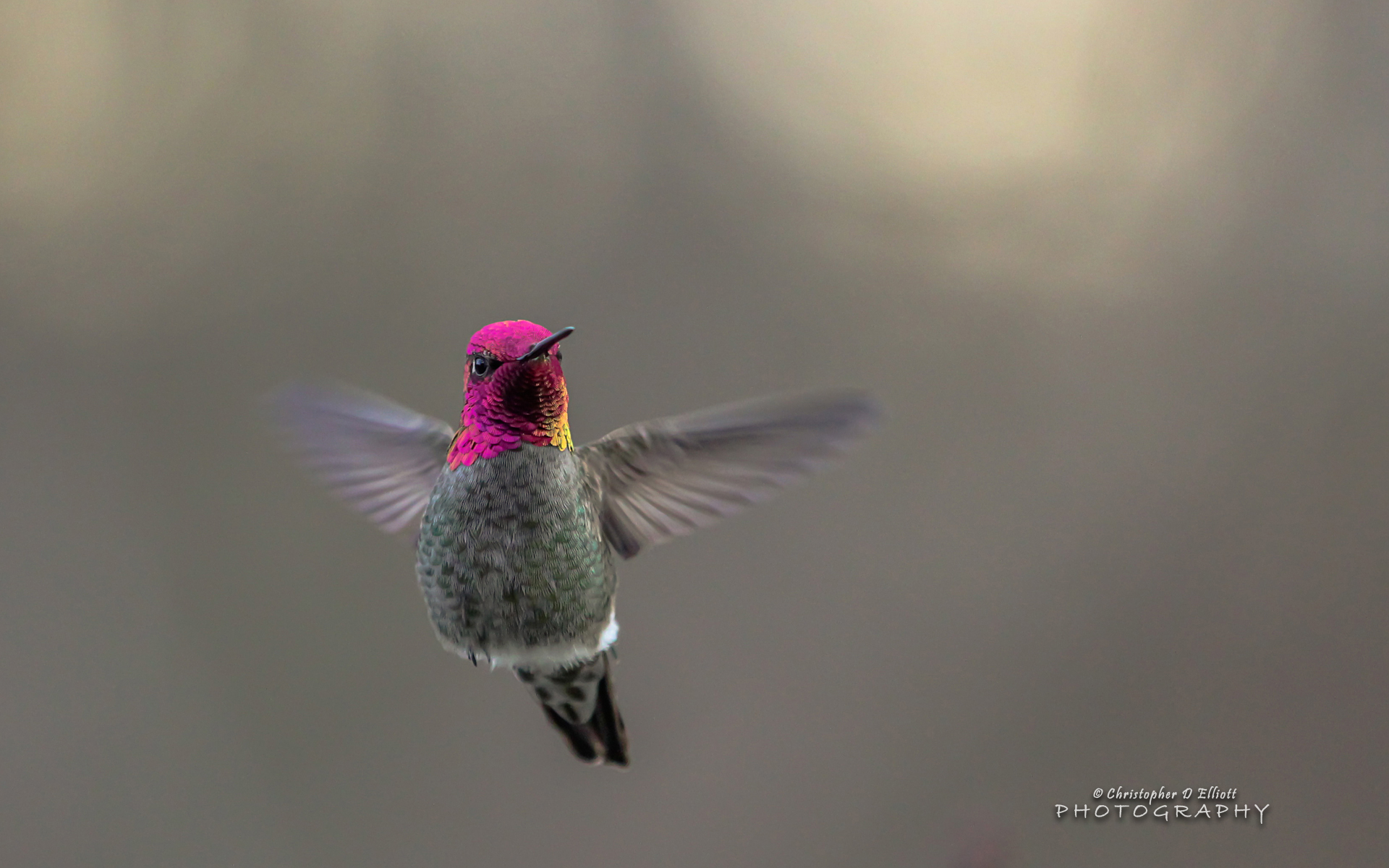 Flying Hummingbird Wallpaper HD