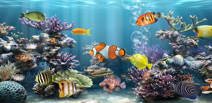 Free Wallpaper Fish Aquarium  WallpaperSafari