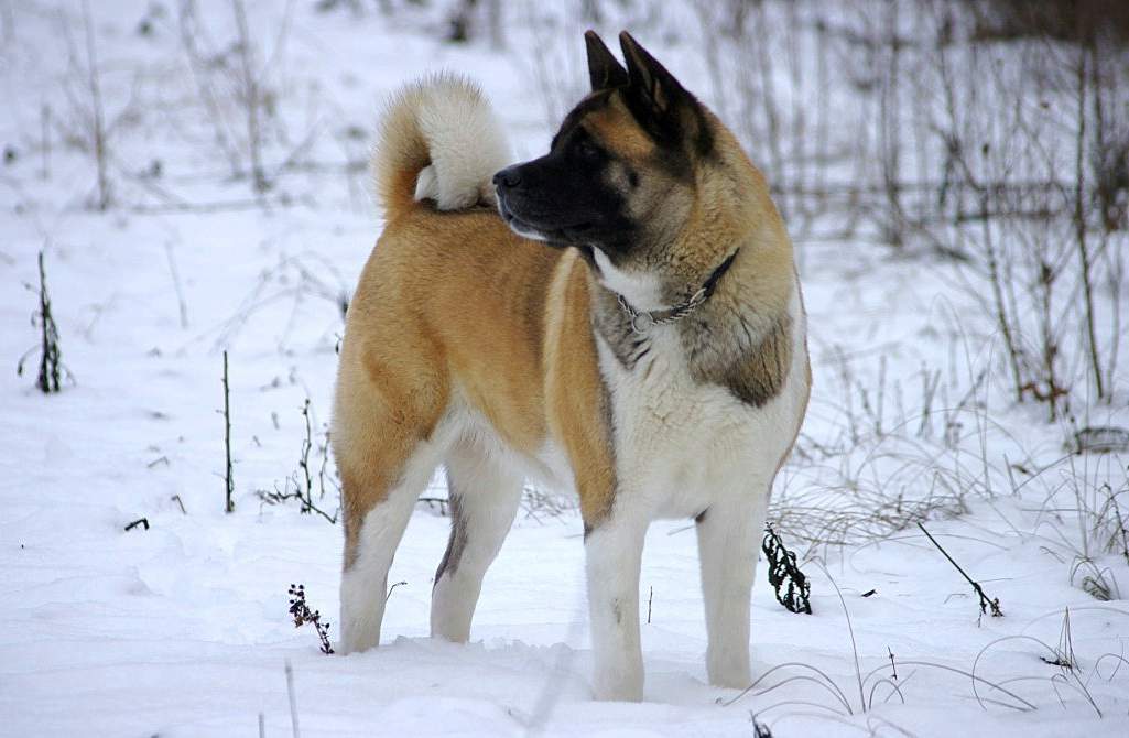 American Akita Dog Standing On Snow Puppies Wallpaper Picture