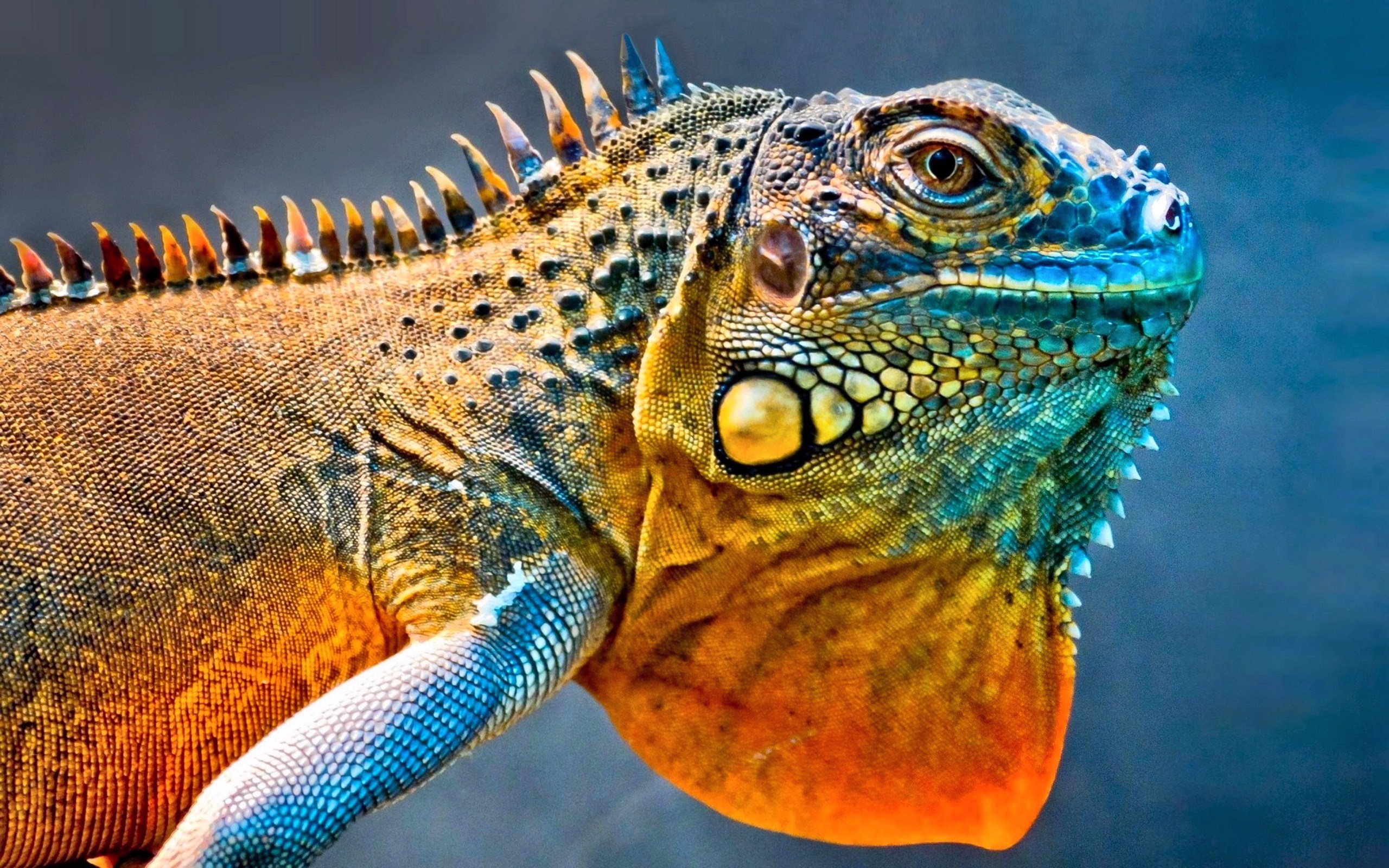 Iguana On A Branch Wallpaper Collective