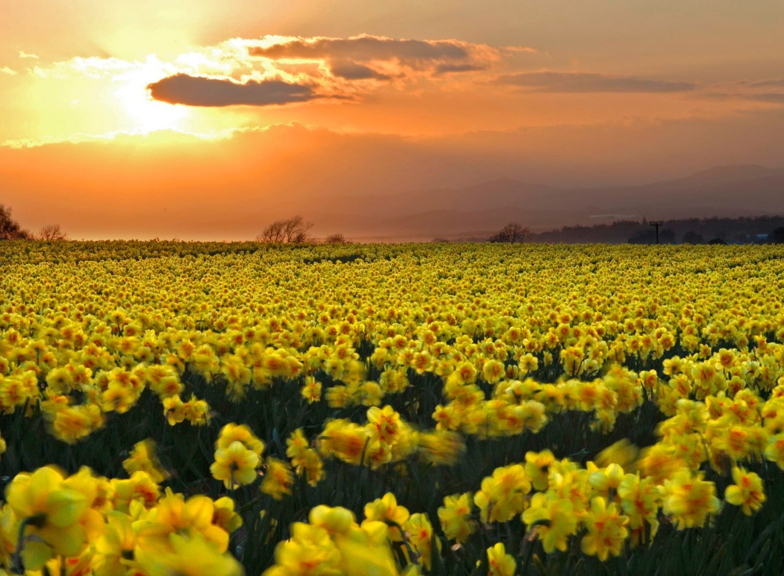 Field Of Daffodils Wallpaper