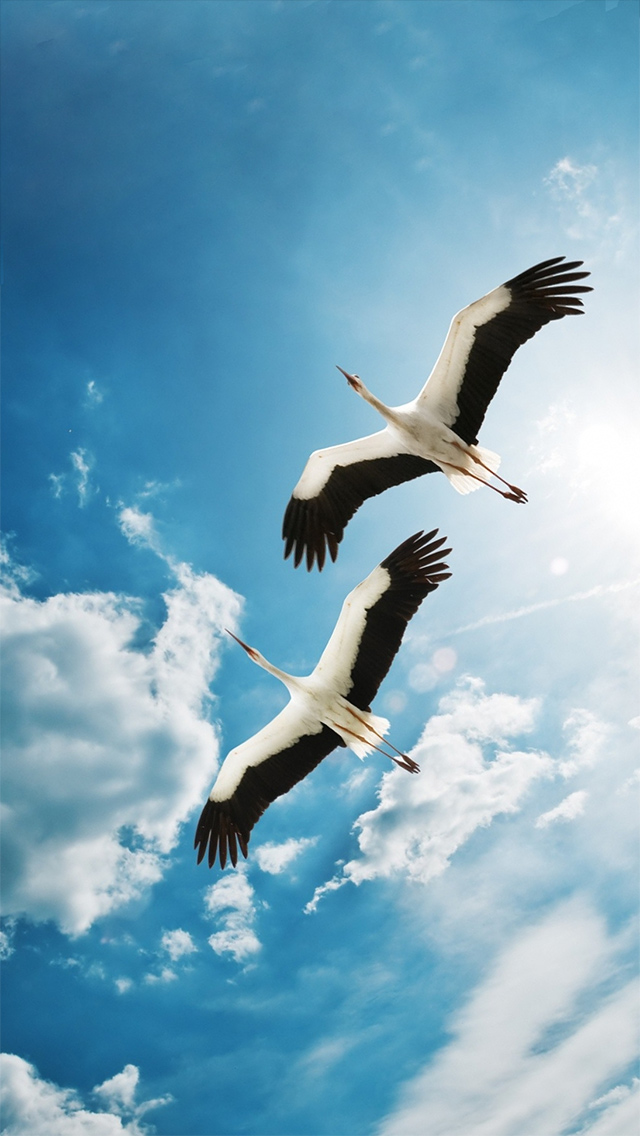 Animals Bustards Cranes Egrets Herons Storks On